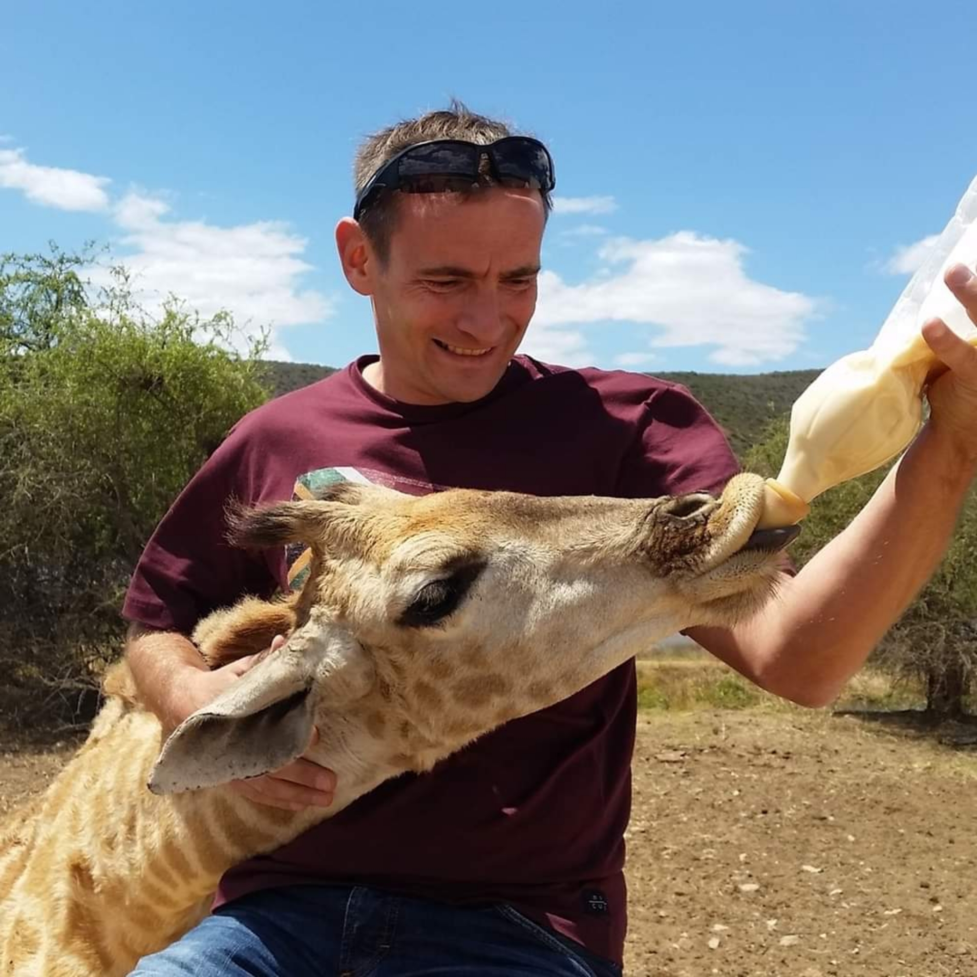 Peter Urianek füttert eine Giraffe